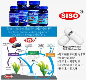 MULTI-NITROBATERIFICATION CAPSULE PROBIOTICS 